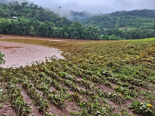 Chuvas torrenciais e enchentes afetam produção agropecuária no RS, diz Emater