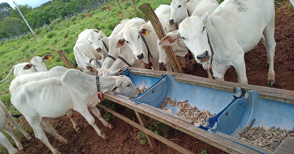 pesquisadores desenvolvem estudos para melhorar a produtividade e reduzir emissões de metano na pecuária • Portal DBO