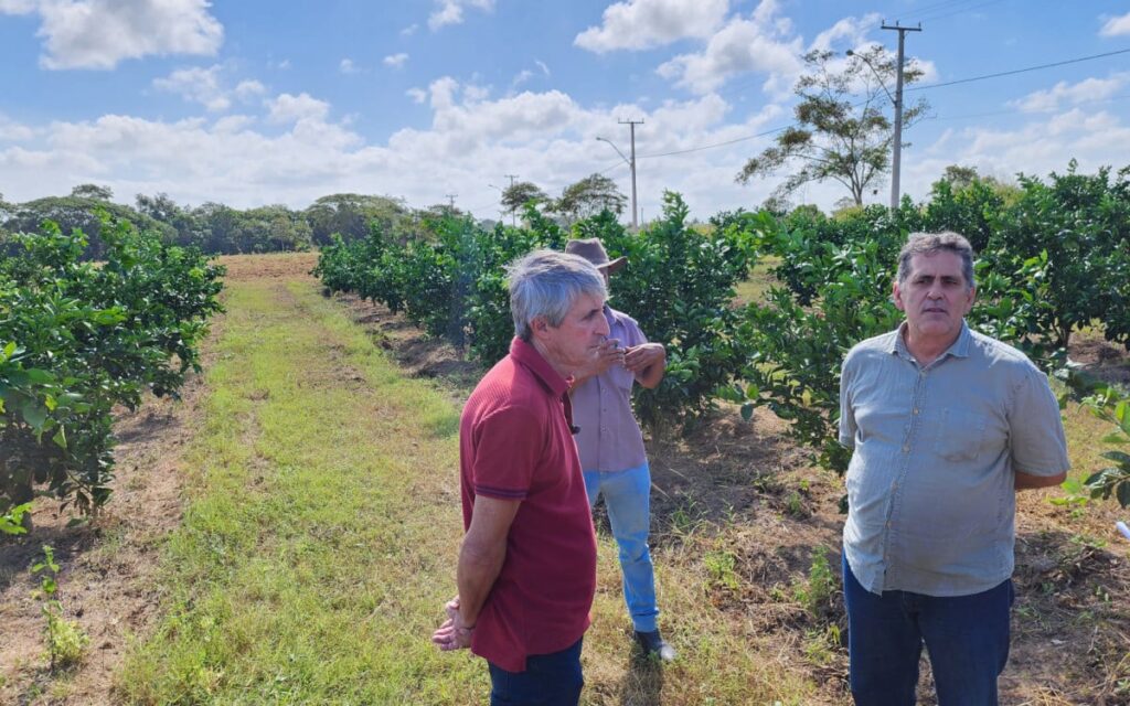 Quissamã avança na pesquisa agrícola com experimento inovador | Quissamã