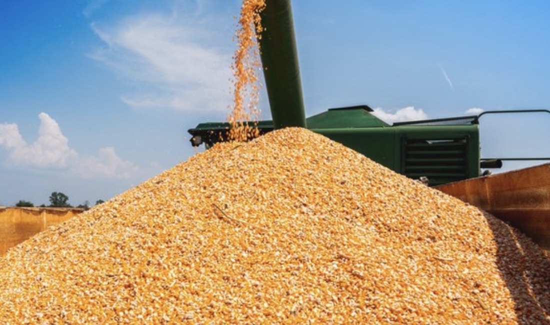 Mato Grosso tem forte queda na exportação de milho em abril