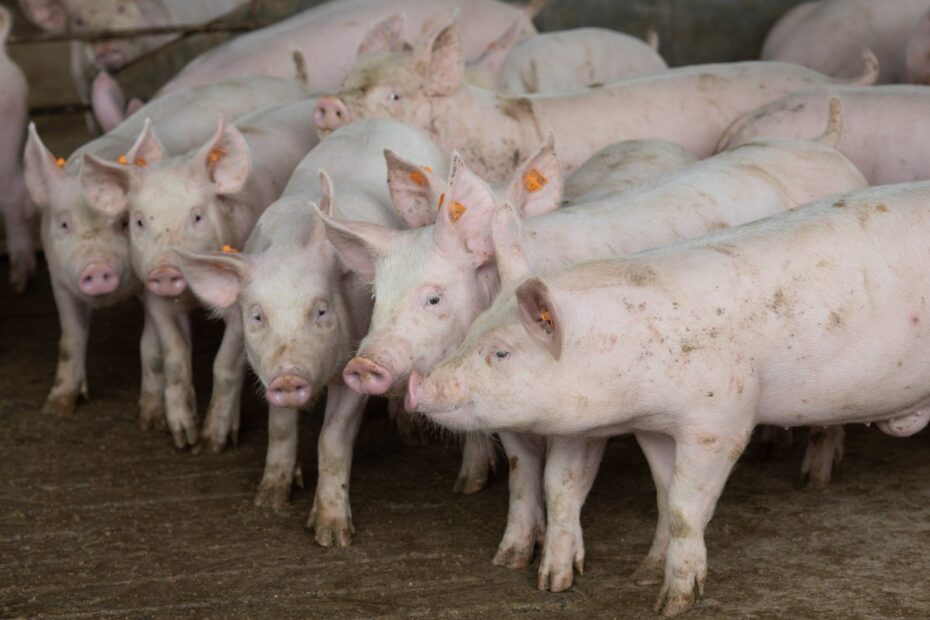 Brasil abre mercado para exportar suínos vivos a cinco países | Suínos