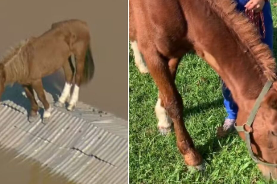 Felipe Neto revela qual será o destino do cavalo que ficou ilhado em enchente no RS – Metro World News Brasil