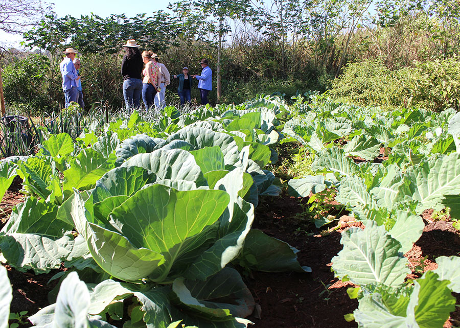 Pesquisa desenvolve indicadores ambientais para produção agroecológica em Goiás