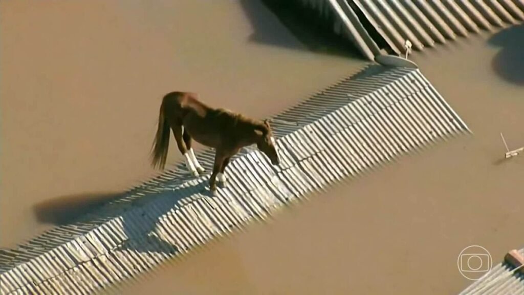 História de amor e sobrevivência: entenda a relação do RS com o cavalo; resgate em Canoas emocionou o país | Rio Grande do Sul