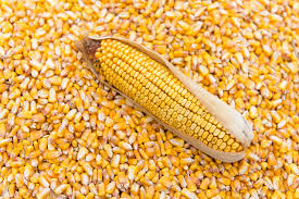 Preço do milho fecha dia com leves altas na B3 e na Bolsa de Chicago