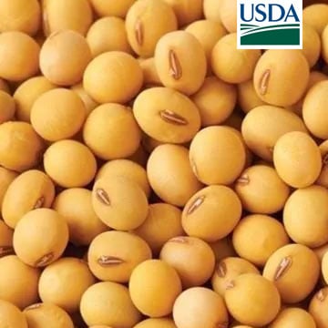 USDA: Vendas semanais de soja dos EUA vêm fracas e safra 23/24 fica abaixo...