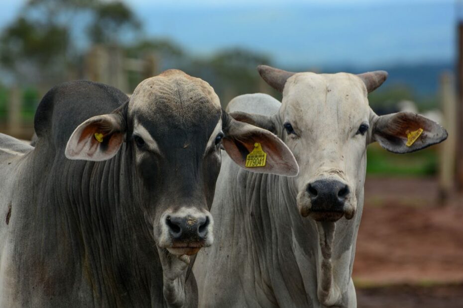 Enquanto aumenta a oferta, pecuarista vê preço do boi gordo caindo — CompreRural