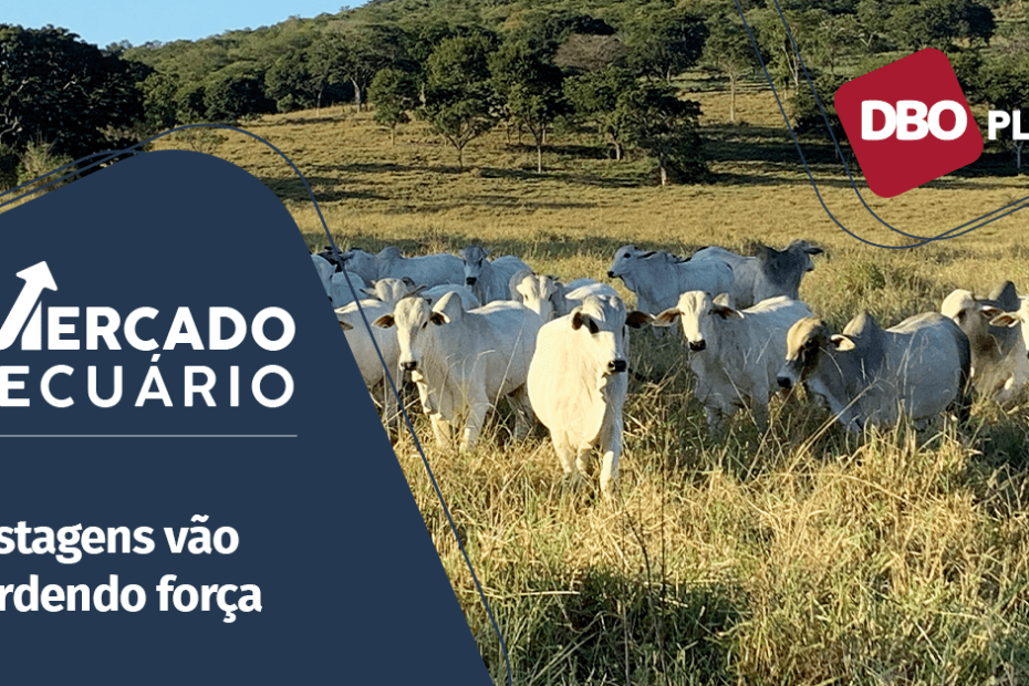 Maior oferta de animais pressiona o preço da arroba do boi gordo para baixo • Portal DBO - Portal DBO