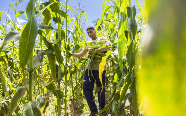 Sergipe terá safra recorde de quase duas mil toneladas de milho | F5 News