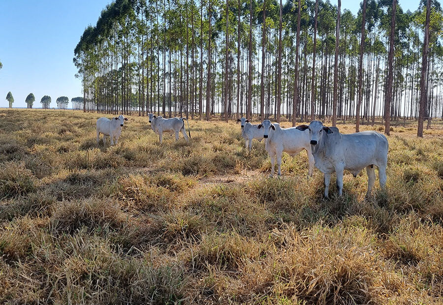 Nova tecnologia produtiva melhora desempenho da pecuária de cria – O Presente Rural