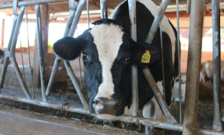Protocolo aumenta eficiência de controle de carrapatos em gado leiteiro – O Presente