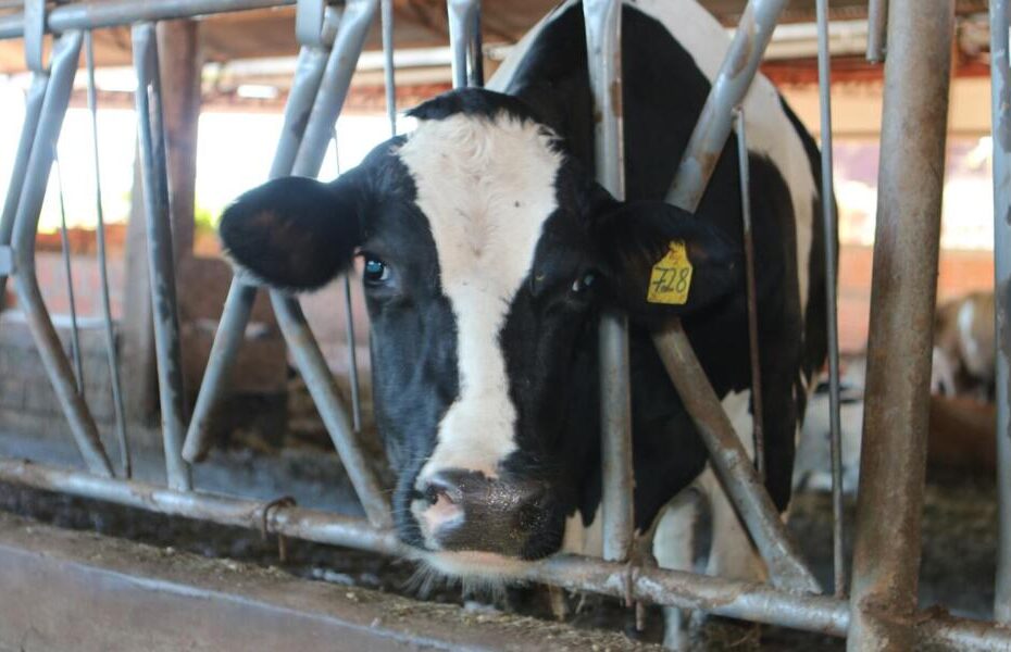 Protocolo aumenta eficiência de controle de carrapatos em gado leiteiro – O Presente