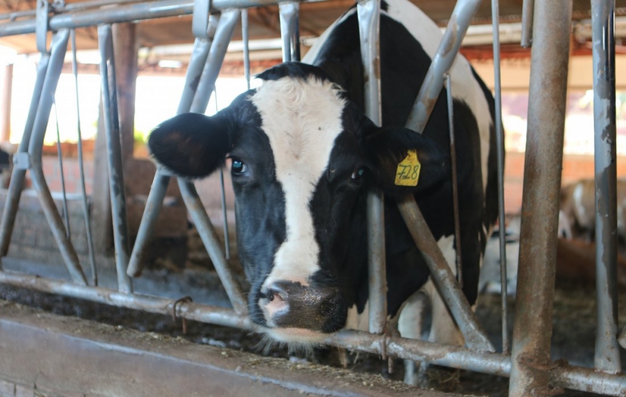 Protocolo aumenta eficiência de controle de carrapatos em gado leiteiro - COTIDIANO