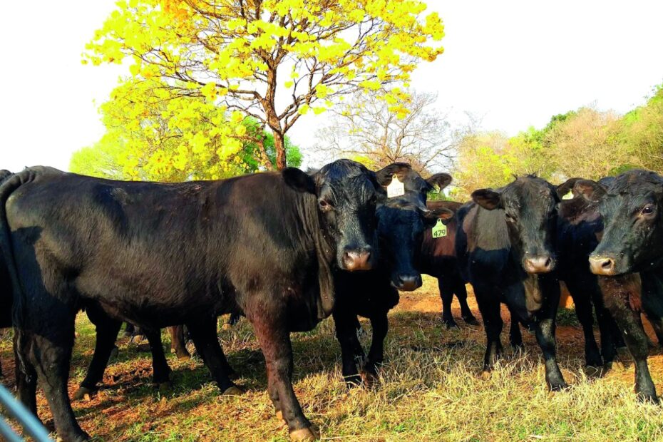 os pilares da eficiência alimentar na pecuária moderna – O Presente Rural