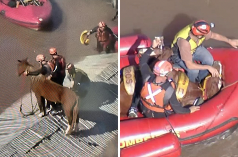 Equipe do Exército resgata cavalo ilhado sobre telhado em Canoas – CartaExpressa – CartaCapital
