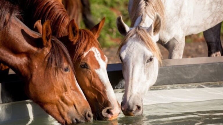 É seguro alimentar cavalos com silagem de sorgo?