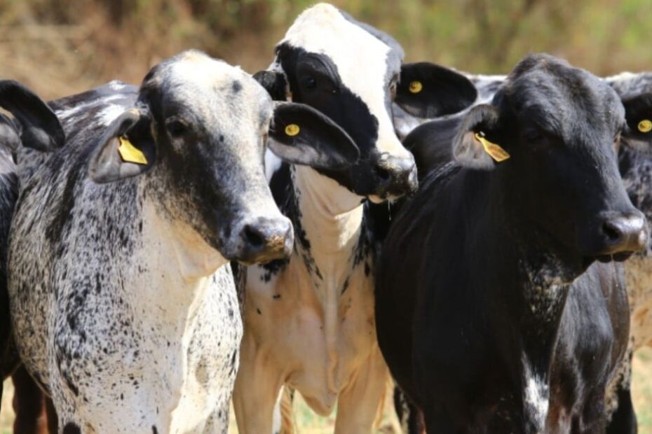 Touro meio-sangue Girolando é boa opção de cruzamento em vacas zebuínas?