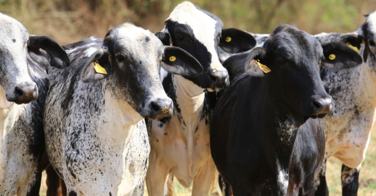 Touro meio-sangue Girolando é boa opção de cruzamento em vacas zebuínas?