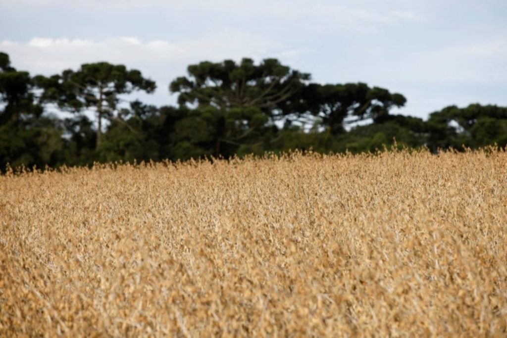USDA corta safras de soja e milho; vê maior oferta nos EUA