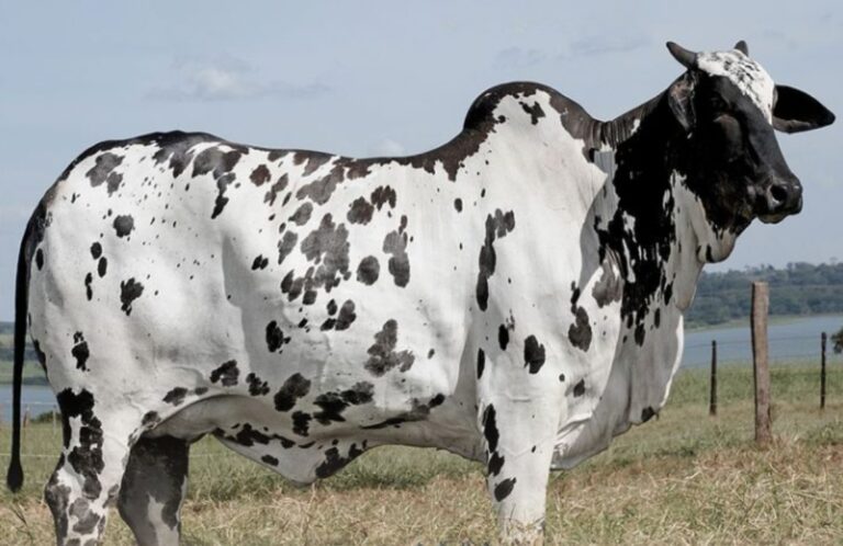 Conheça vaca Nelore Pintado mais cara da história — CompreRural