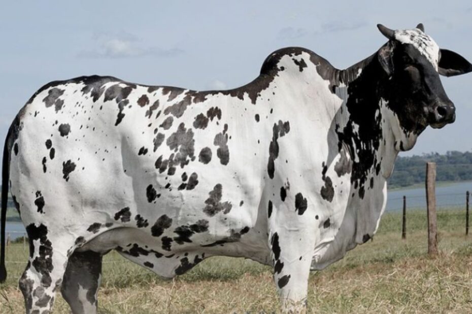 Conheça vaca Nelore Pintado mais cara da história — CompreRural