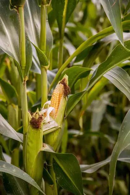A importância da agricultura sustentável para prevenir doenças no milho