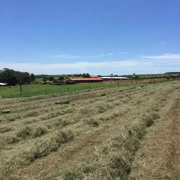 A importância da melhor forrageira para a produção de feno