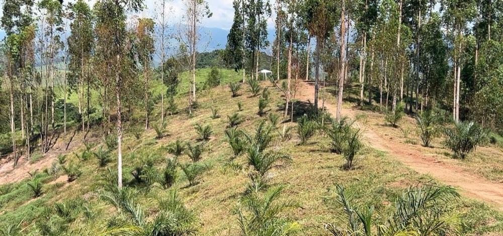 Agricultura inovadora: macaúba em sistemas integrados – SBA1