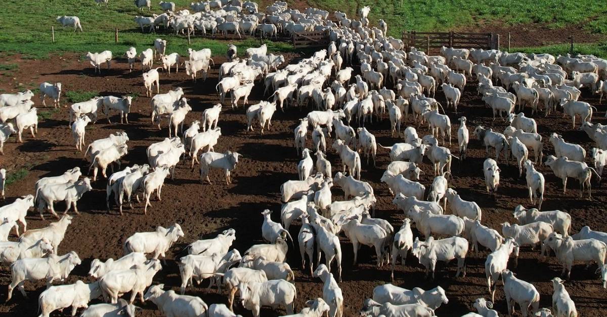 “Agricultura revoluciona criação no Mato Grosso” • Portal DBO