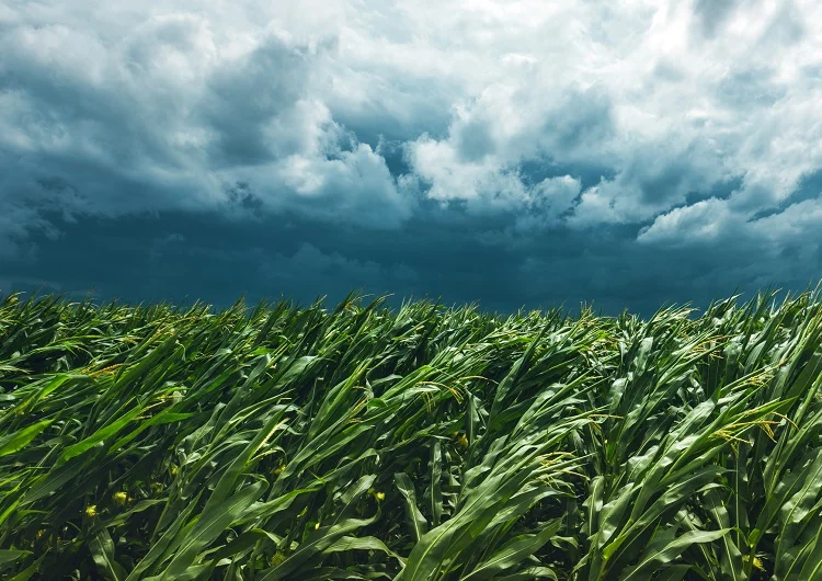 alerta prejuizo total em lavouras de milho 1