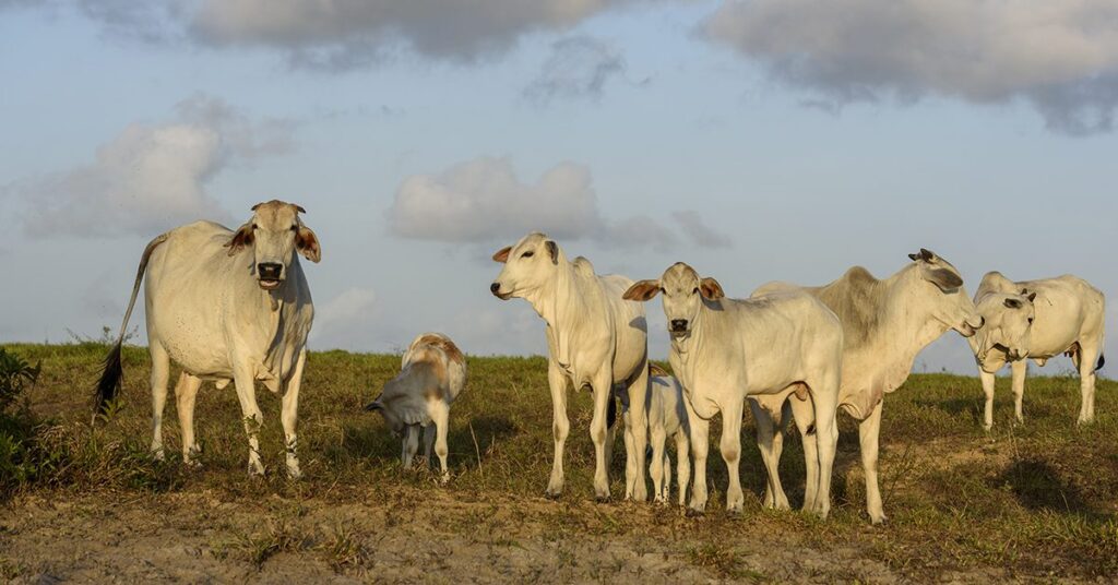 "Alerta: Pressão de baixa na arroba exige cautela na venda de boiadas" • Portal DBO 4 Pressão de baixa na arroba se intensifica, exigindo mais cautela na venda de boiadas • Portal DBO