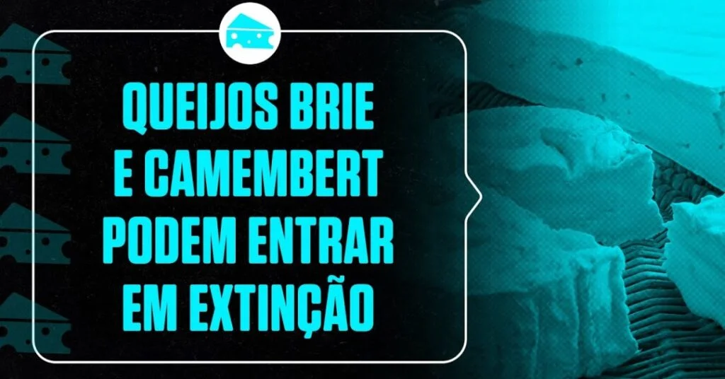 Os queijos brie e camembert podem entrar em extinção (ou quase isso) - Superinteressante
