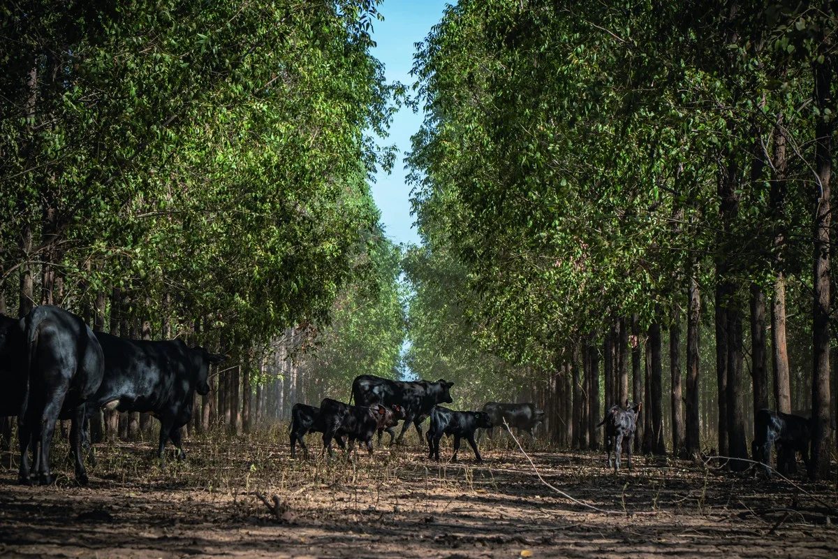 "Aumente a produtividade com bem-estar animal" | Fazenda Sustentável 3 Além da ética: bem-estar animal gera renda ao produtor | Fazenda Sustentável