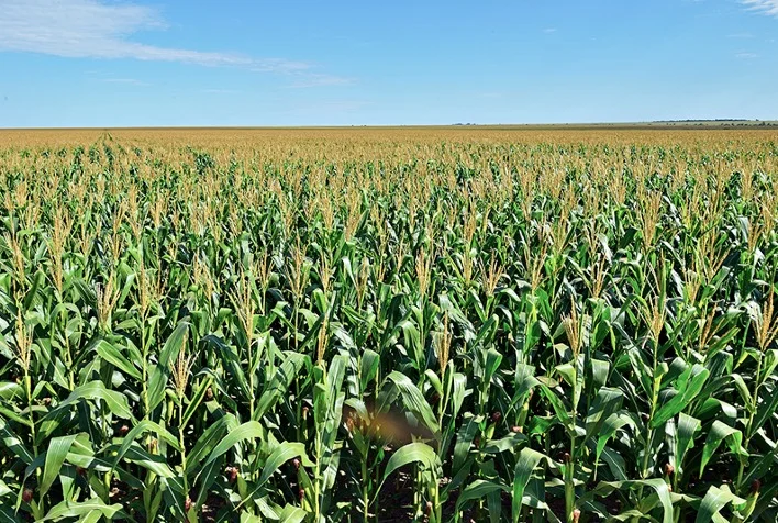 Estudo mostra que aumento da densidade populacional de milho otimiza produção de silagem - economiaempauta.com