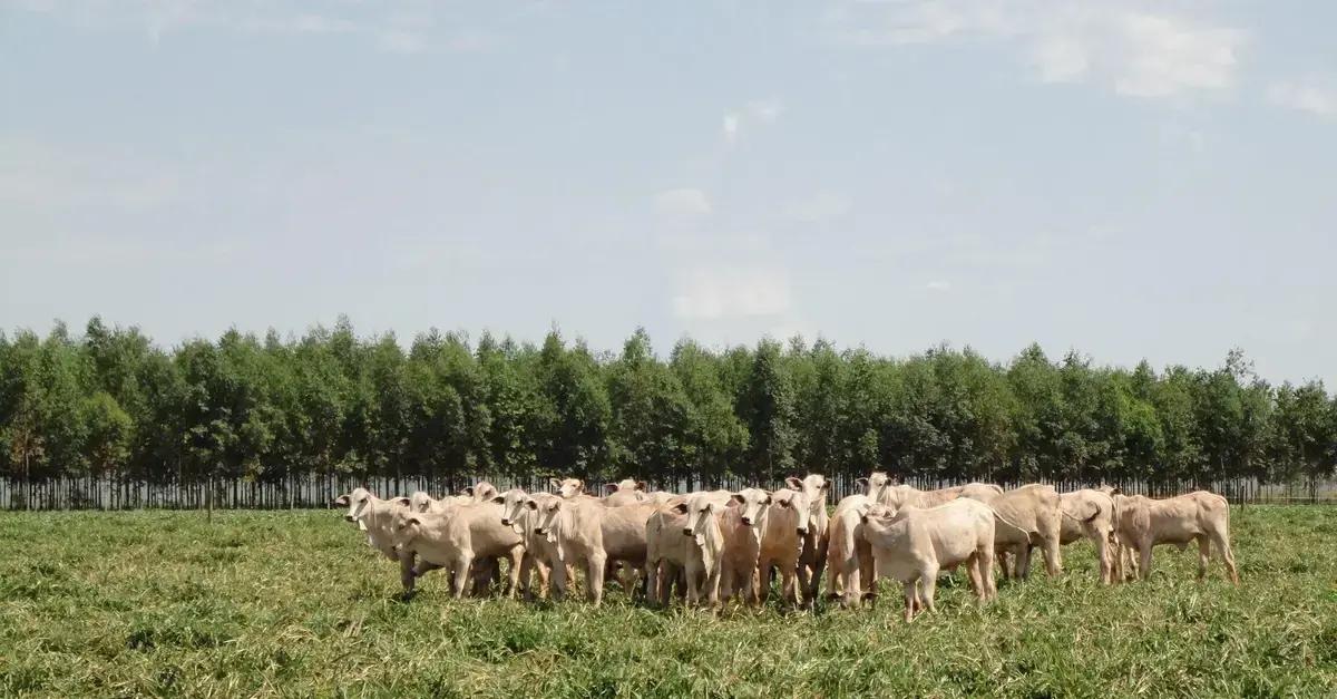 Benefícios da recuperação de pastagens para a pecuária