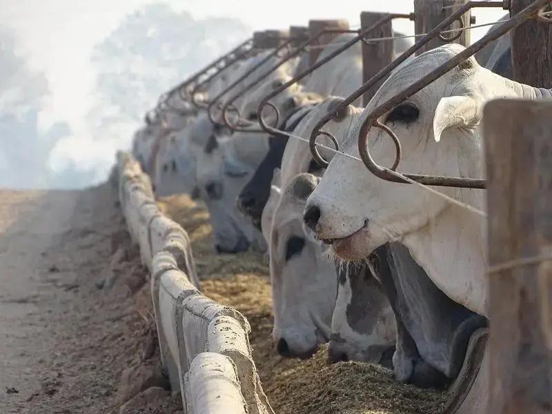 Benefícios da reposição estratégica na pecuária Benefícios da reposição estratégica na pecuária