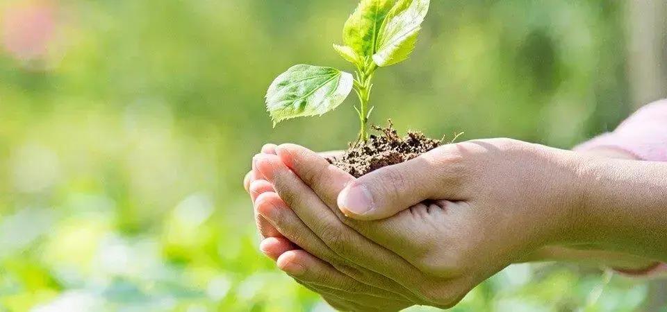 Benefícios do Controle Biológico de Doenças em Plantas