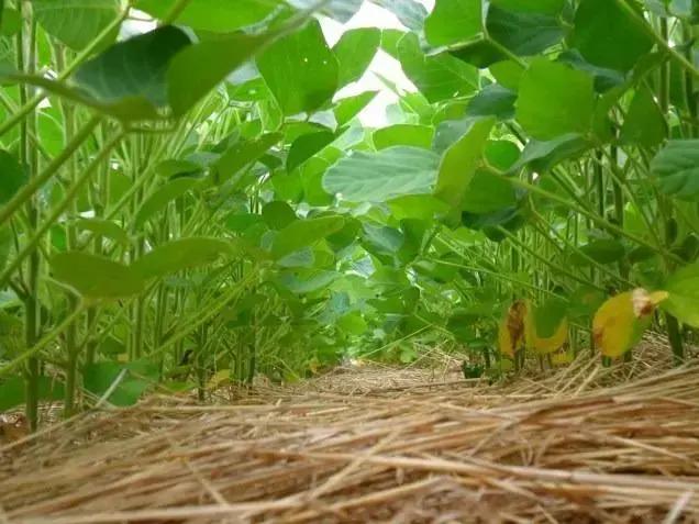 Benefícios do plantio direto para a produtividade agrícola Benefícios do plantio direto para a produtividade agrícola