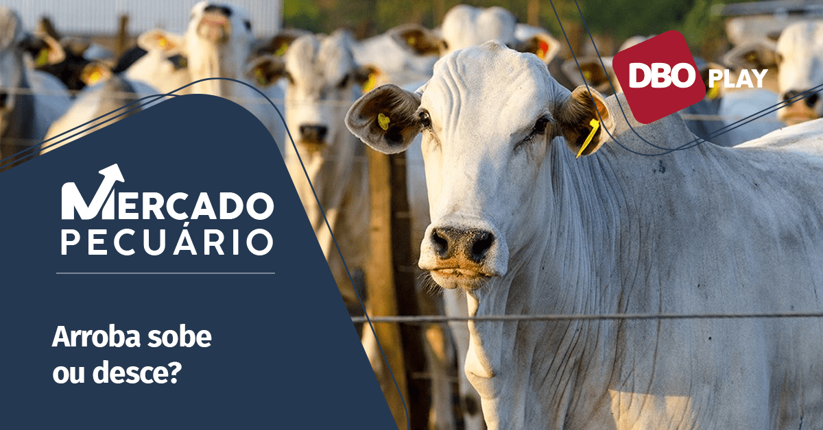 Boi Gordo 2024: Tendências e Preços de Maio