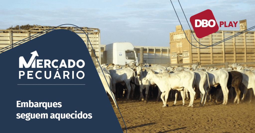 Boom nas Exportações de Carne: Arroba do Boi em Alta? 5 Exportações recordes de carne bovina serão suficientes para reverter pressão sobre arroba do boi? • Portal DBO