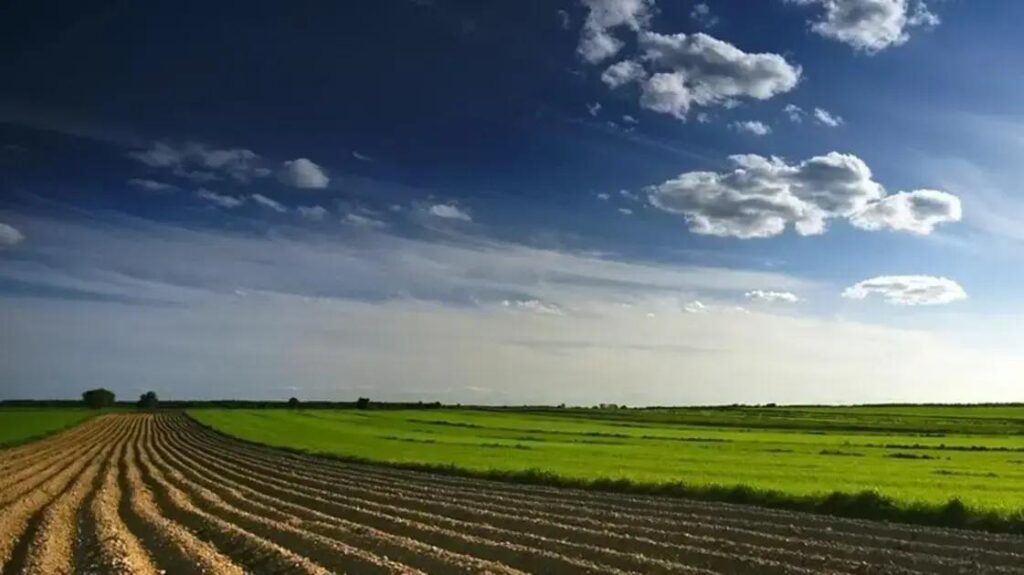 Brachiaria Ruziziensis: 5 motivos para escolher essa pastagem moderna