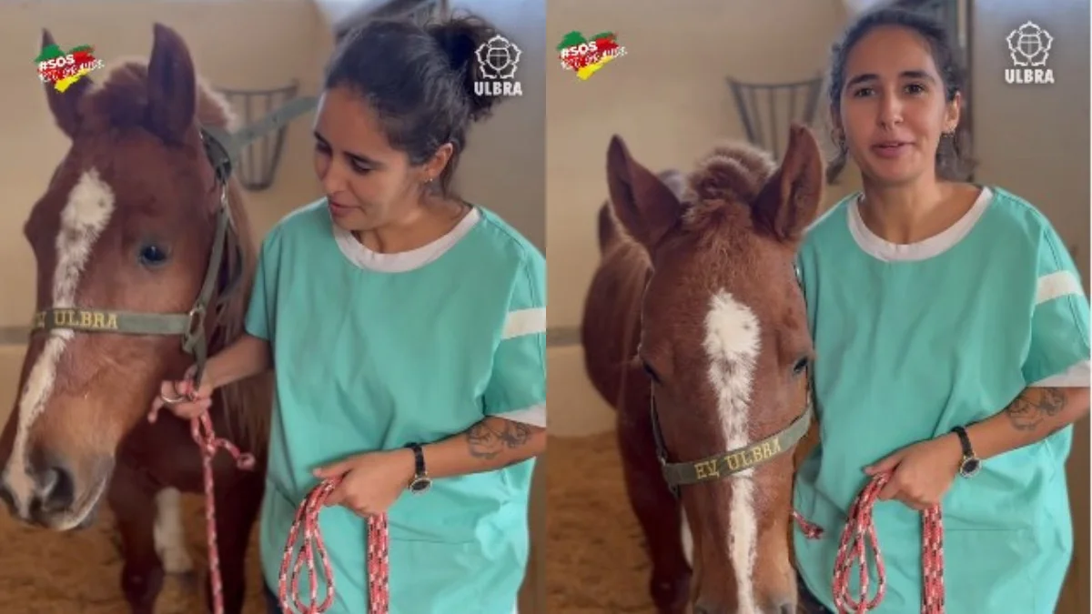 Cavalo Caramelo recebe cuidados especiais para recuperar peso,está "muito bem" 7 Cruz vermelha já arrecadou toneladas de doações em Criciúma