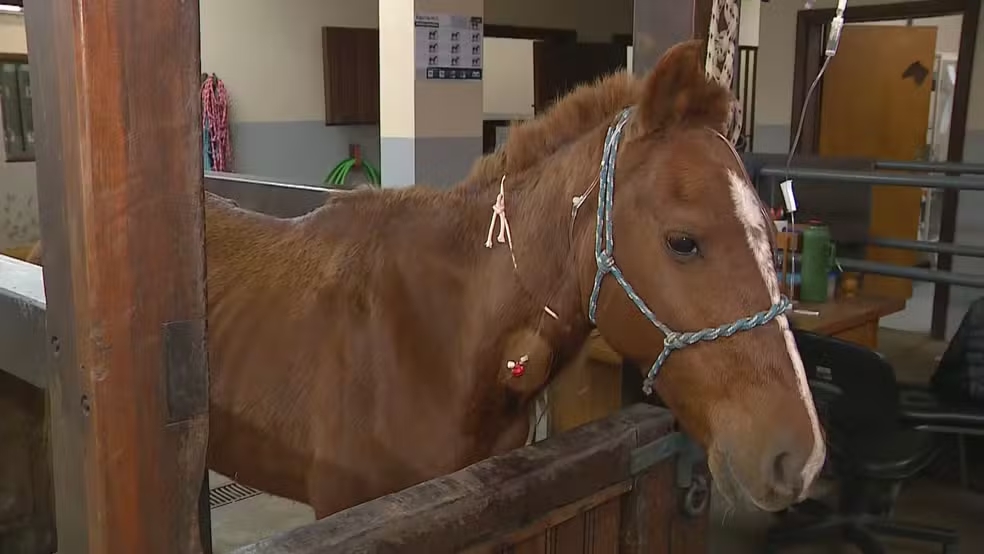 Cavalo ‘Caramelo’ resgatado em situação dramática, confira seu estado de saúde.
