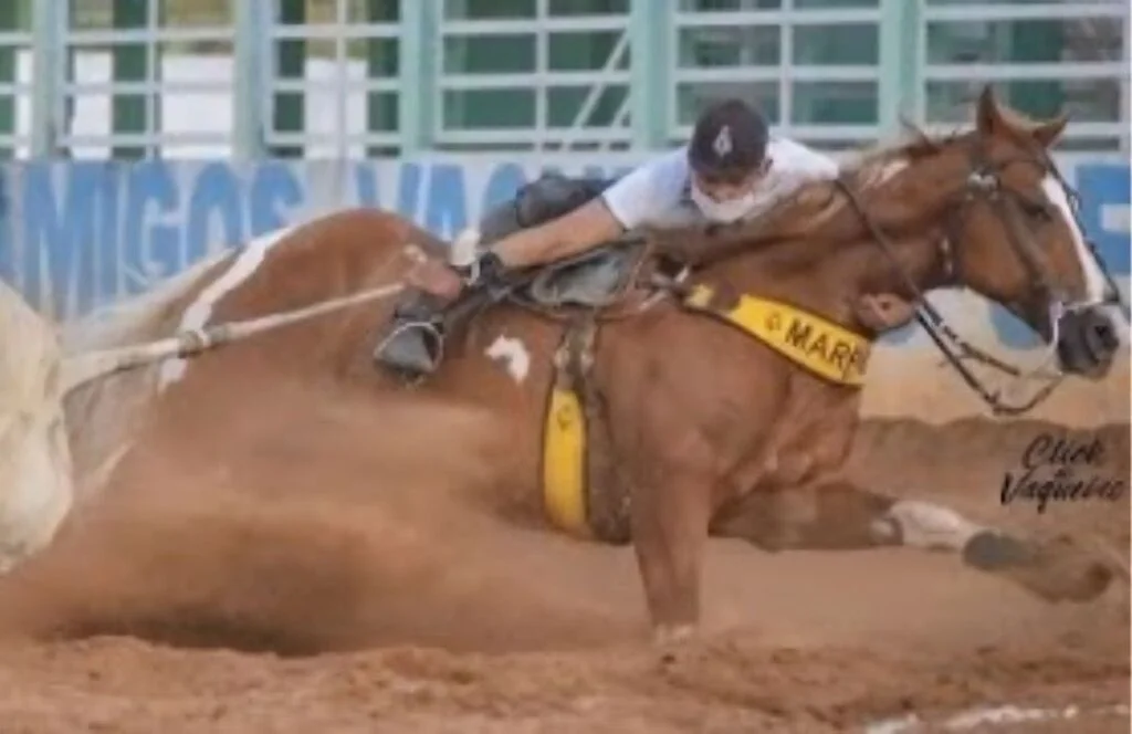 Cavalo Marreta: O destaque da X1! 6 Conheça o cavalo Marreta, destaque incontestável da X1 — CompreRural