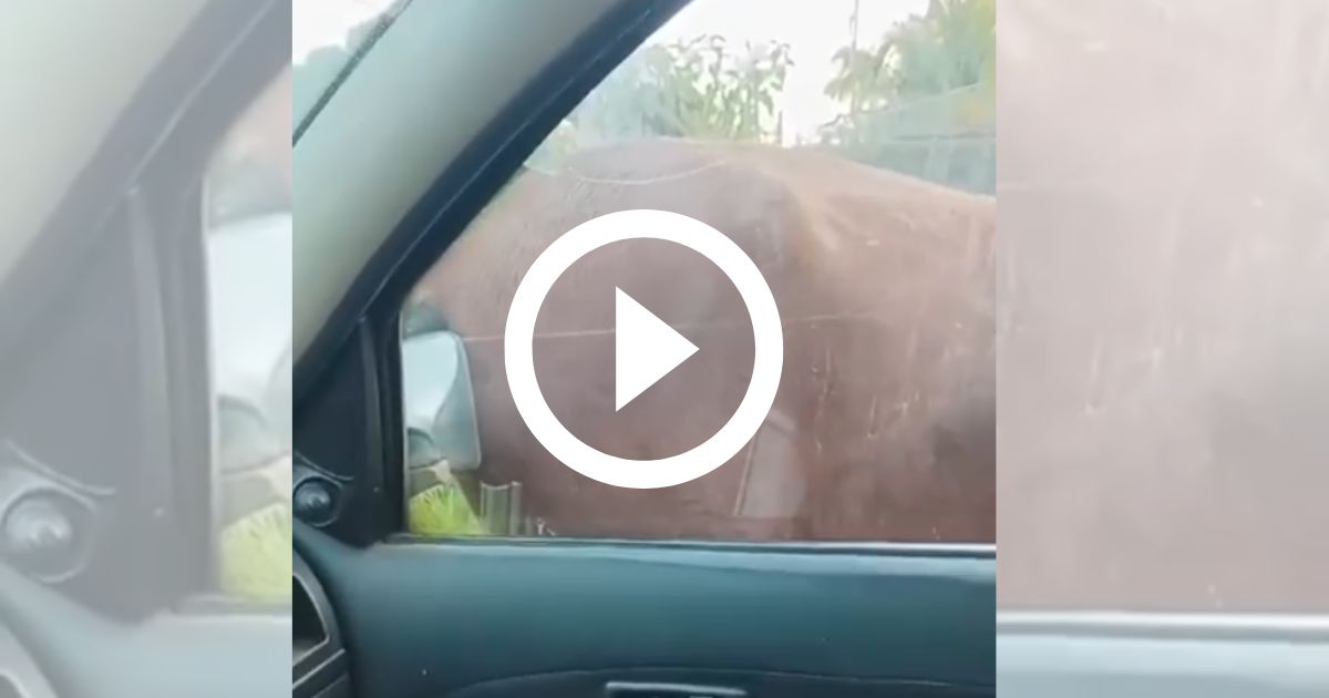 Cavalo se diverte coçando partes íntimas em retrovisor