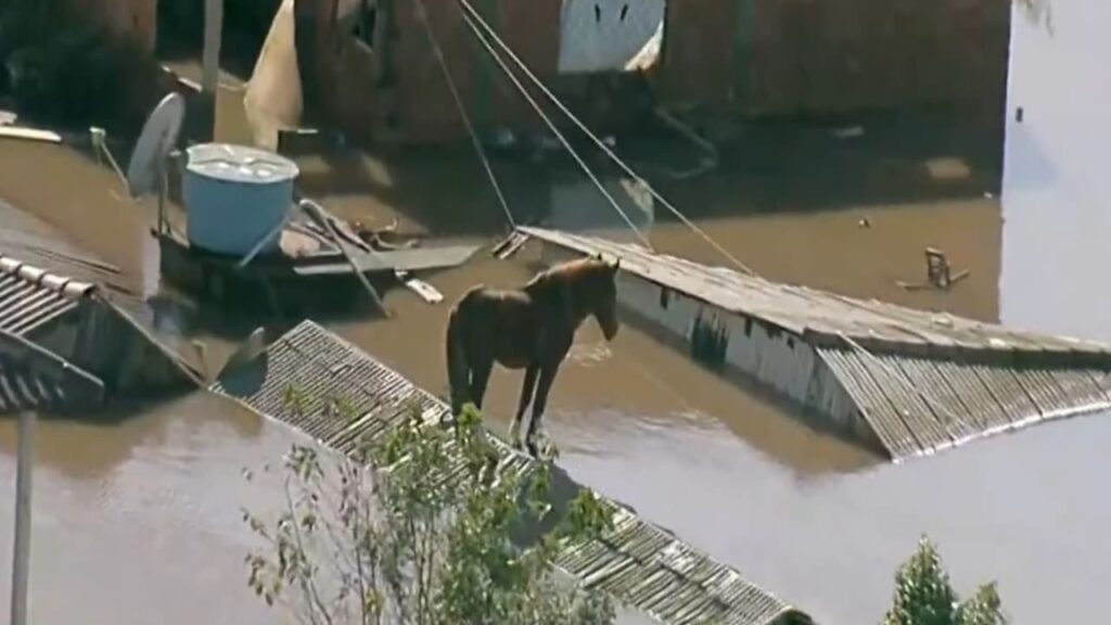 Cavalo fica ilhado em telhado de casa durante enchentes no RS