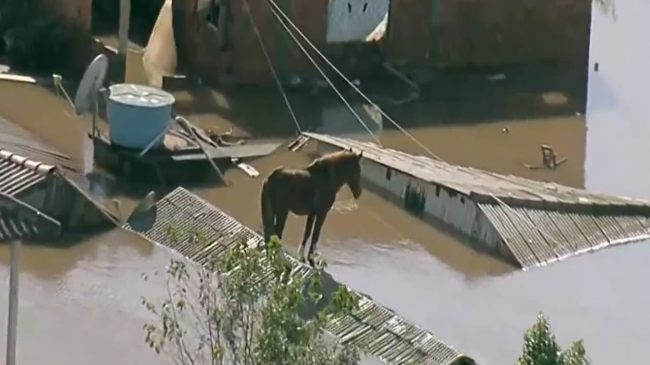 Cavalo surpreende ao ficar ilhado em telhado durante enchente no RS