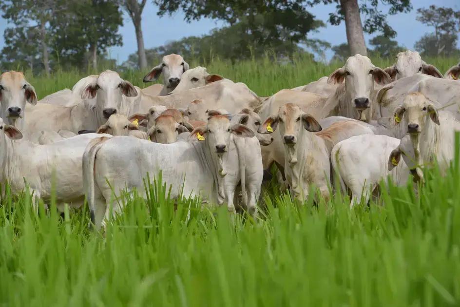 Como a nutrição vegetal influencia no ganho de peso do gado