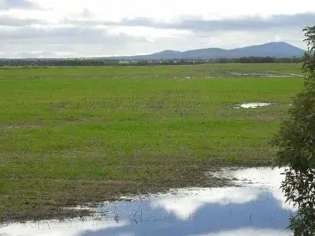 Como melhorar a absorção de fósforo pela Brachiaria Humidicola