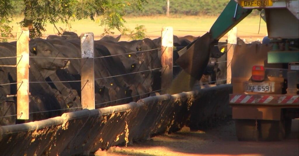 Confinamento: Centro-Oeste tem margem 5% maior que a do Sudeste, e custo 19,3% menor em 2023